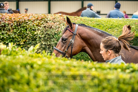 Goffs Orby 2018 Day 1-172