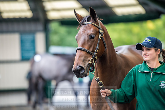 Goffs Orby 2018 Day 2-131