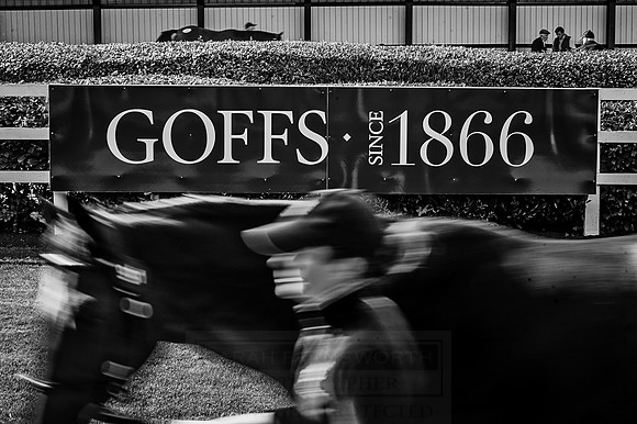Goffs Orby 2015 -334 bw