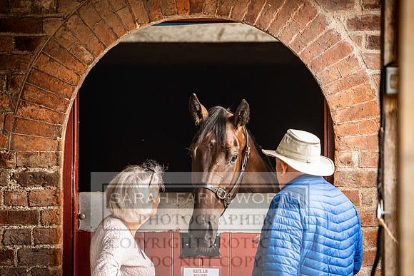 Goffs Yorton Sale 2022-213