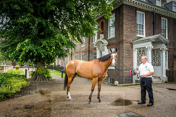 Goffs London Sale 2016-148