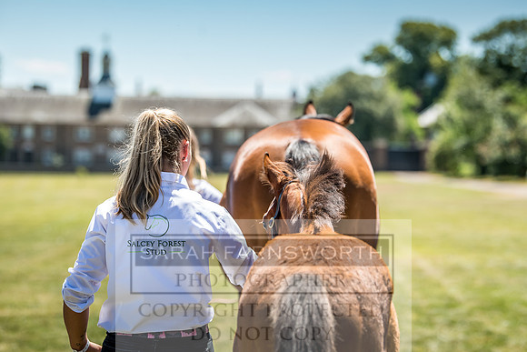 Goffs London Sale 2018-14