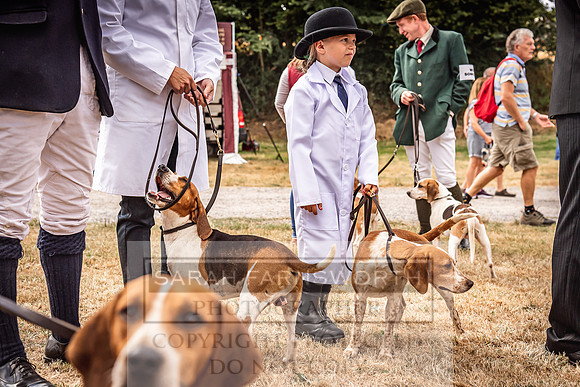 Honiton Hound Show 2022-37