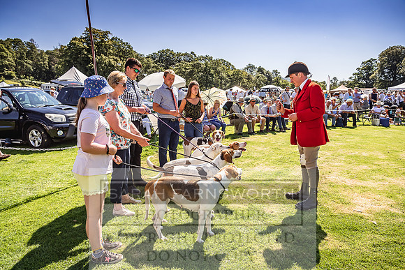 Rydal Hound Show 2022-40