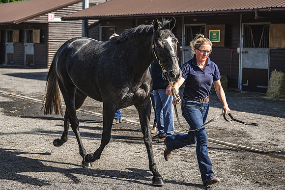 Goffs UK Spring Sale 22 Day 2-14