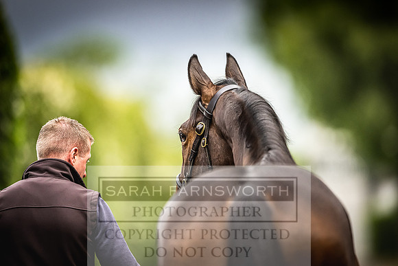 Goffs Land Rover Sale 2022-490