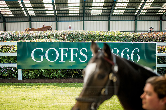 Goffs Orby 2015 -328
