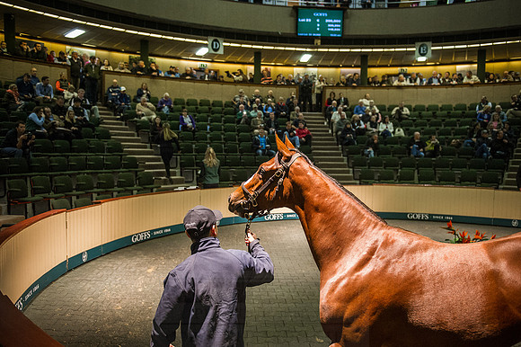 Goffs Orby 2015 -240