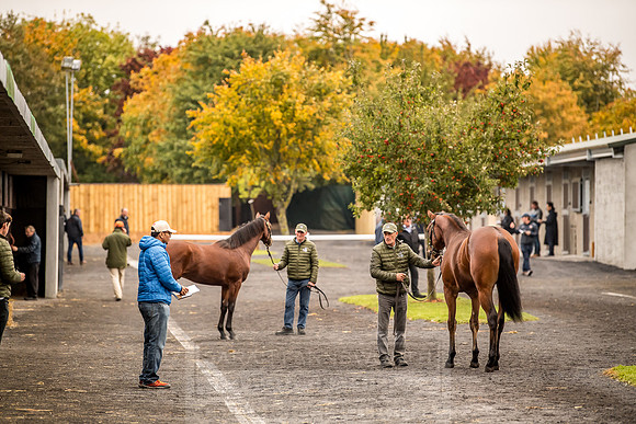 Goffs Orby 2018 Day 1-25