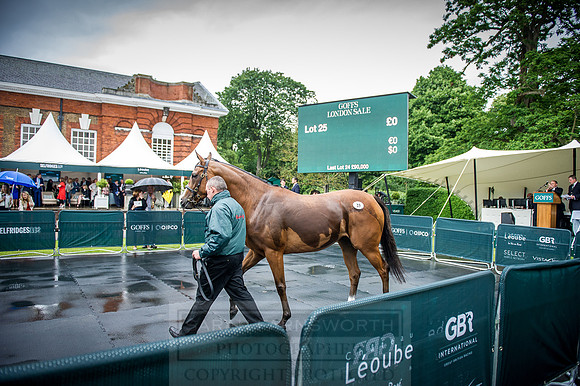 Goffs London Sale 2016-359