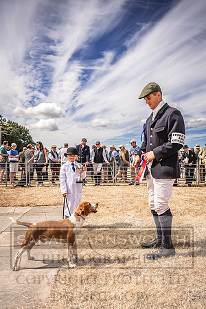Honiton Hound Show 2022-127