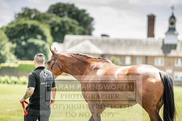 Goffs London Sale 2019-21