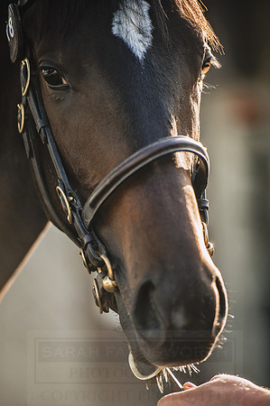 Goffs Orby 2015 -221
