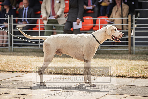 Honiton Hound Show 2022-130