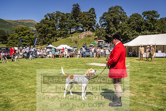 Rydal Hound Show 2022-87