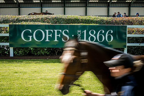 Goffs Orby 2015 -333