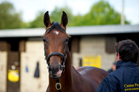 Goffs Orby14 CF1 006