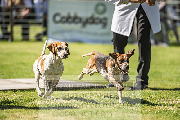 Rydal Hound Show 2022-75