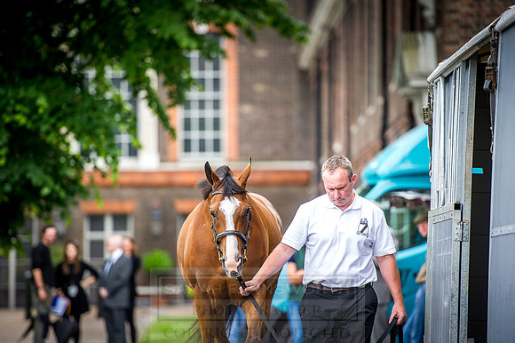 Goffs London Sale 2016-53