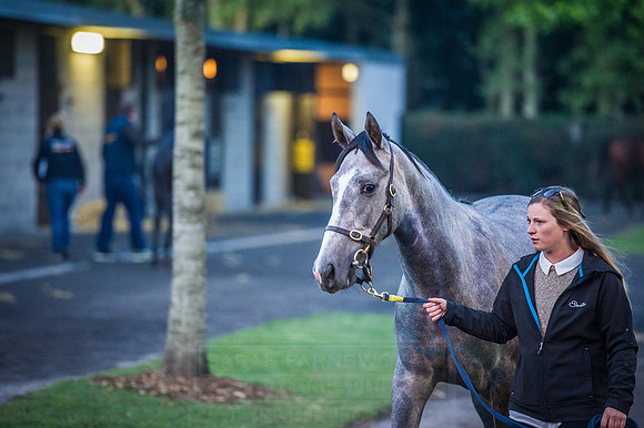 Goffs Orby 2015 -42