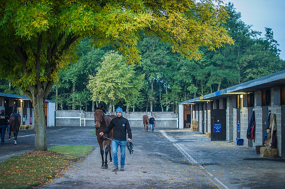 Goffs Orby 2015 -51