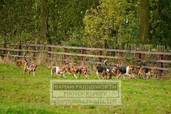 Brocklesby 021113 CF3 1261