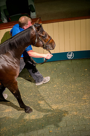 Goffs Orby14 CF10 297