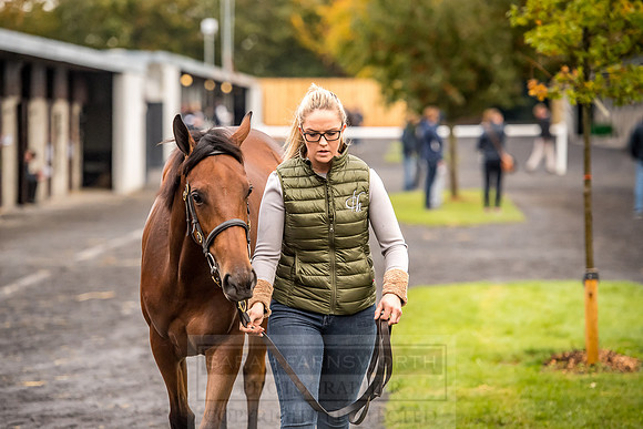 Goffs Orby 2018 Day 1-61