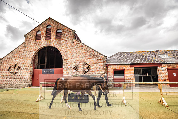 Goffs Yorton Sale 2022-161