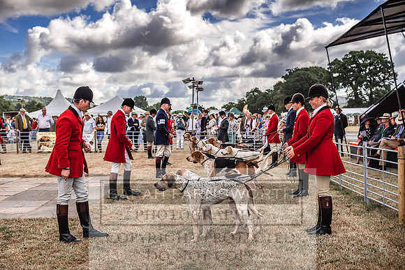 Honiton Hound Show 2022-9