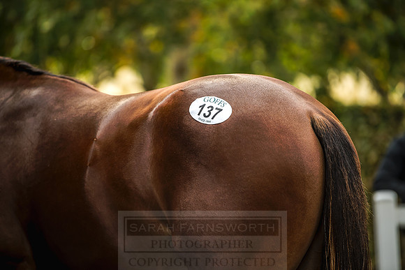 Goffs Orby 2018 Day 1-330