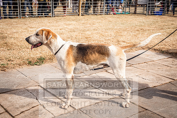 Honiton Hound Show 2022-68