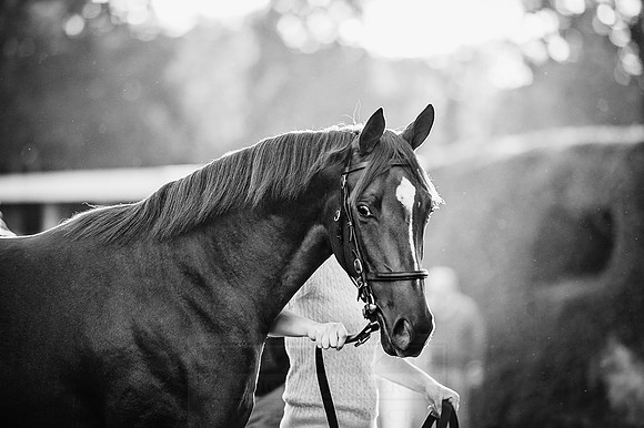 Goffs Orby 2015 -432 bw