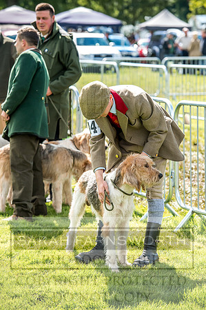 Lowther Hound Show 2017-60
