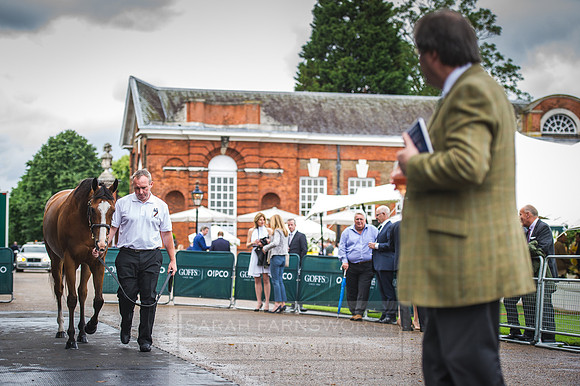 Goffs London Sale 2016-68