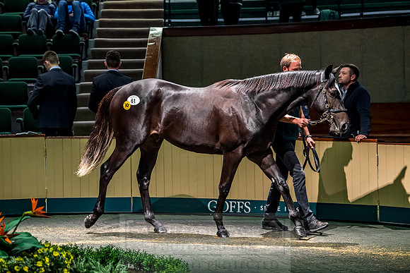 Goffs Orby 2018 Day 1-257