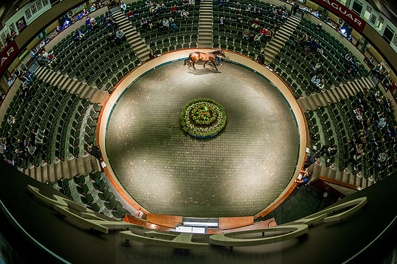 Goffs Orby 2015 -573