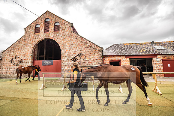 Goffs Yorton Sale 2022-157