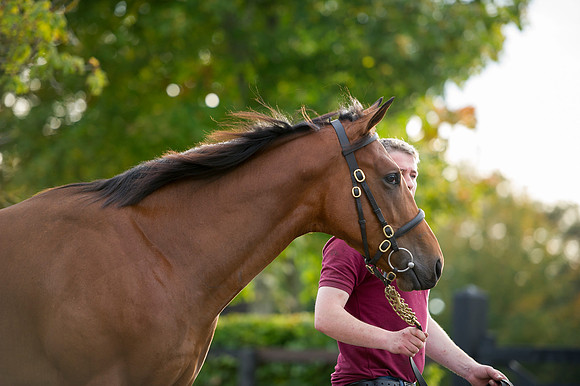 Goffs Orby14 CF1 281
