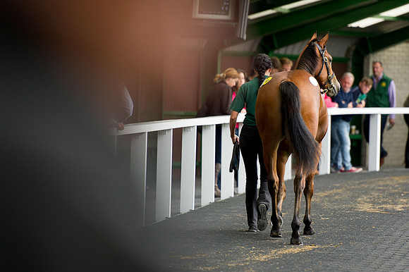 Goffs Orby14 CF5 477
