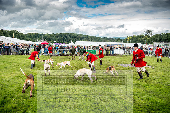 Lowther Hound Show 2017-90
