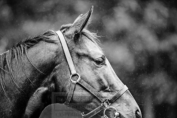 Goffs Orby 2018 Day 2-62