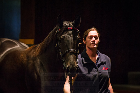 Goffs Orby 2015 -348