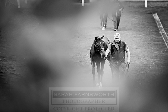 Goffs Orby 2018 Day 2-13