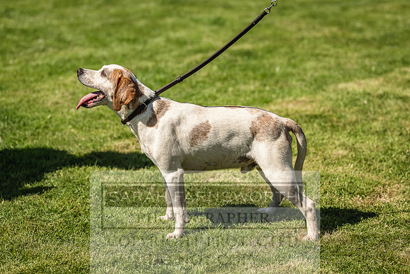 Rydal Hound Show 2022-50