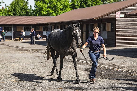 Goffs UK Spring Sale 22 Day 2-12