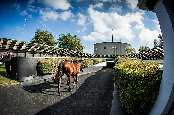 Goffs Orby 2015 -604