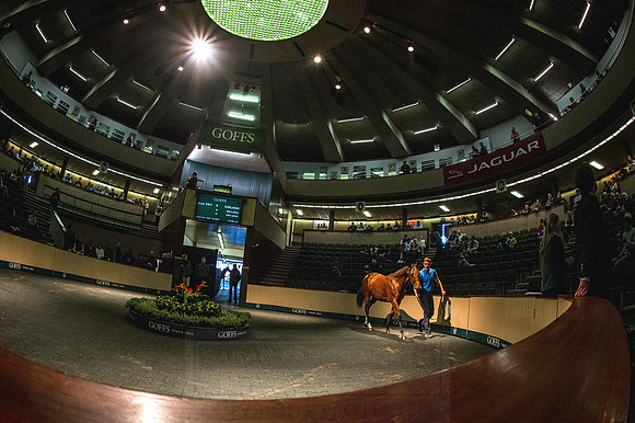 Goffs Orby 2015 -551