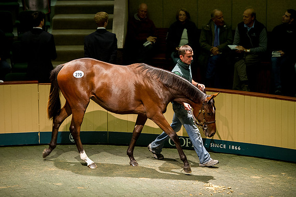 Goffs Orby14 CF10 176