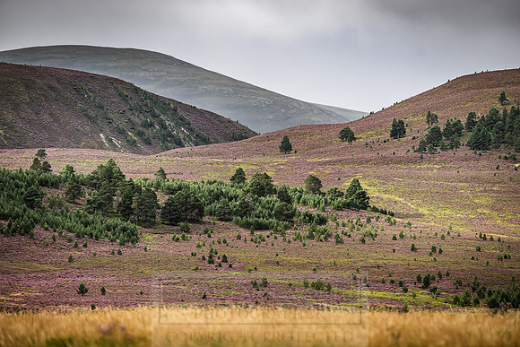 Cairngorms in summer-4